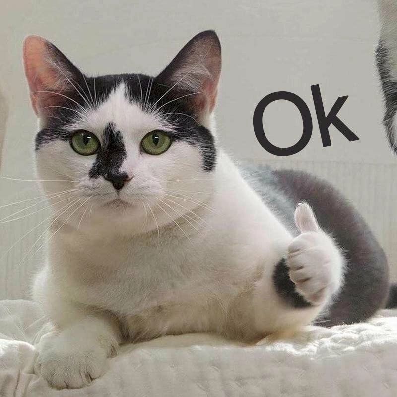 meme OK 3