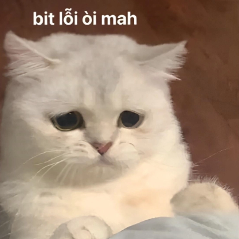 meme xin lỗi 31