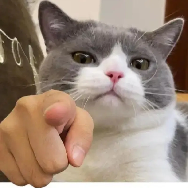 ảnh chế meme mèo bựa 31