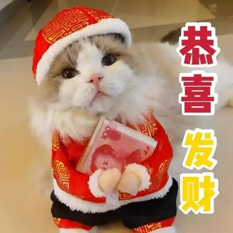 meme mèo Tết 19