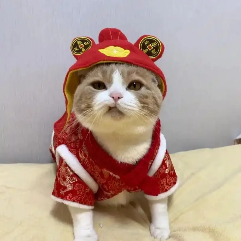 meme mèo Tết 38