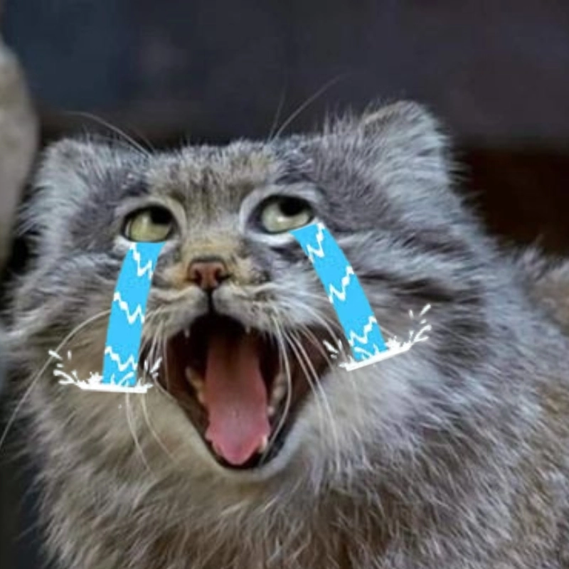 ảnh meme mèo khóc 5