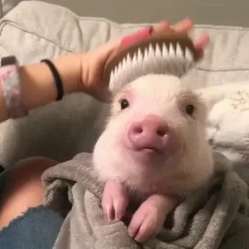 meme ảnh cute 10