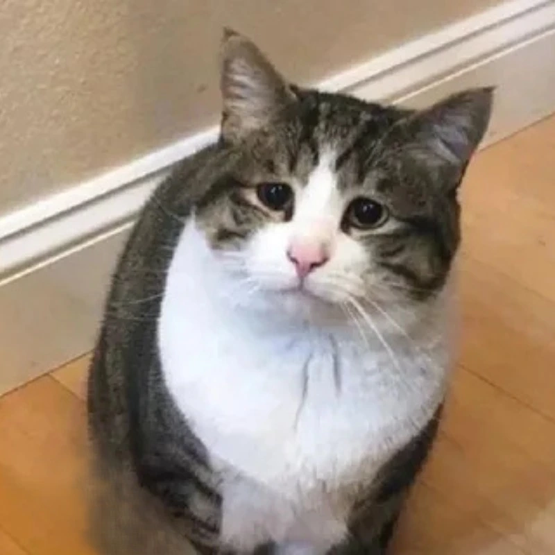 meme ảnh cute 31
