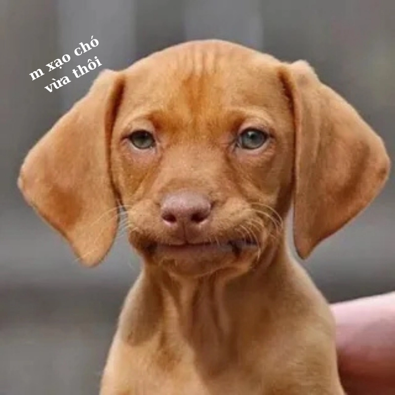 101 biểu cảm meme 19