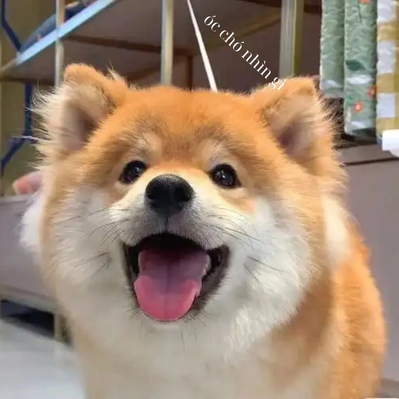 101 biểu cảm meme 8