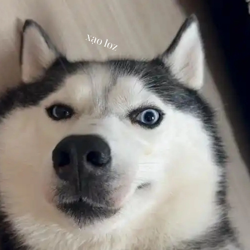 101 biểu cảm meme 9