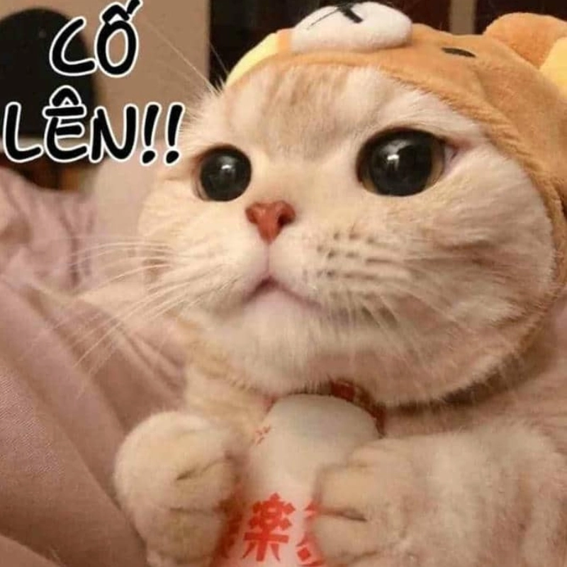 meme cố lên 3