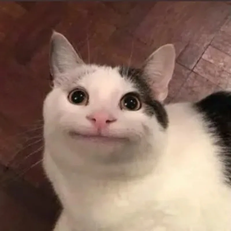 ảnh chế meme mèo bựa 15