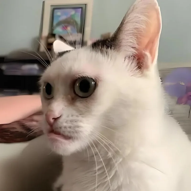 meme mèo cười 9