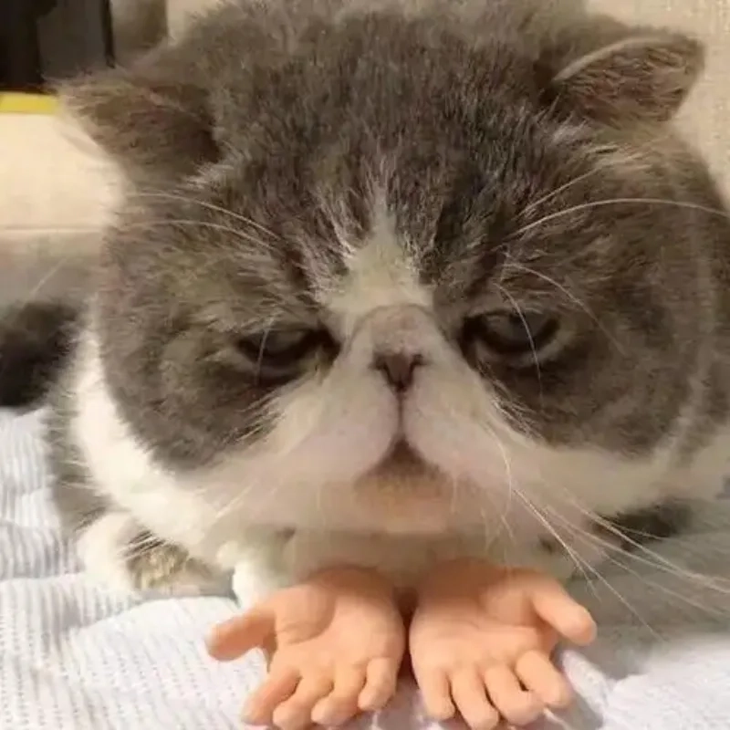 ảnh chế meme mèo bựa 40