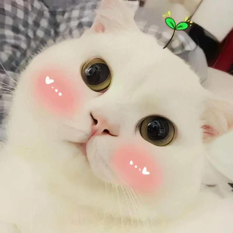 ảnh meme ngại 12