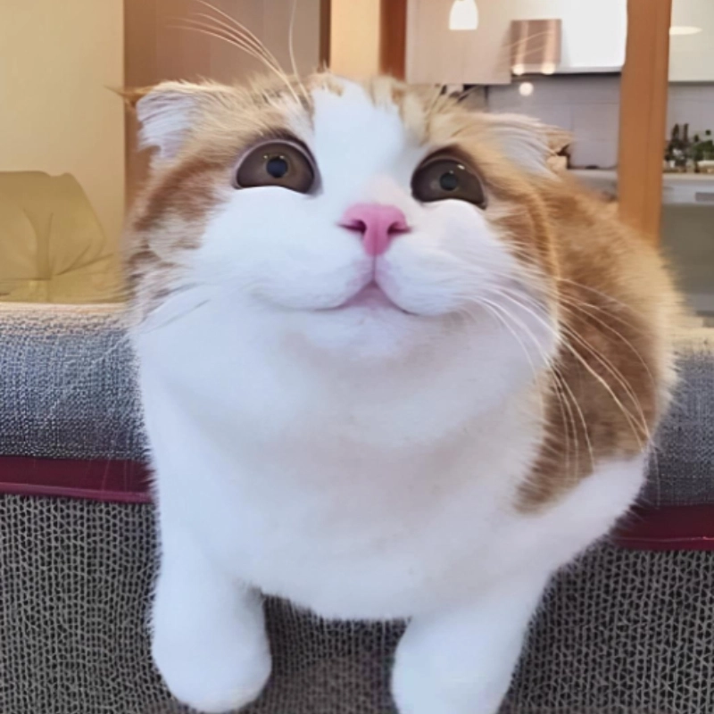 ảnh meme ngại 3