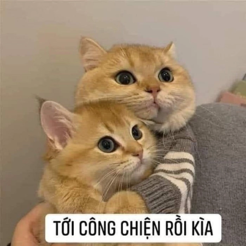meme an ủi 21