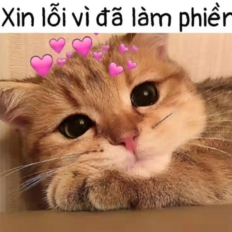 meme xin lỗi 15