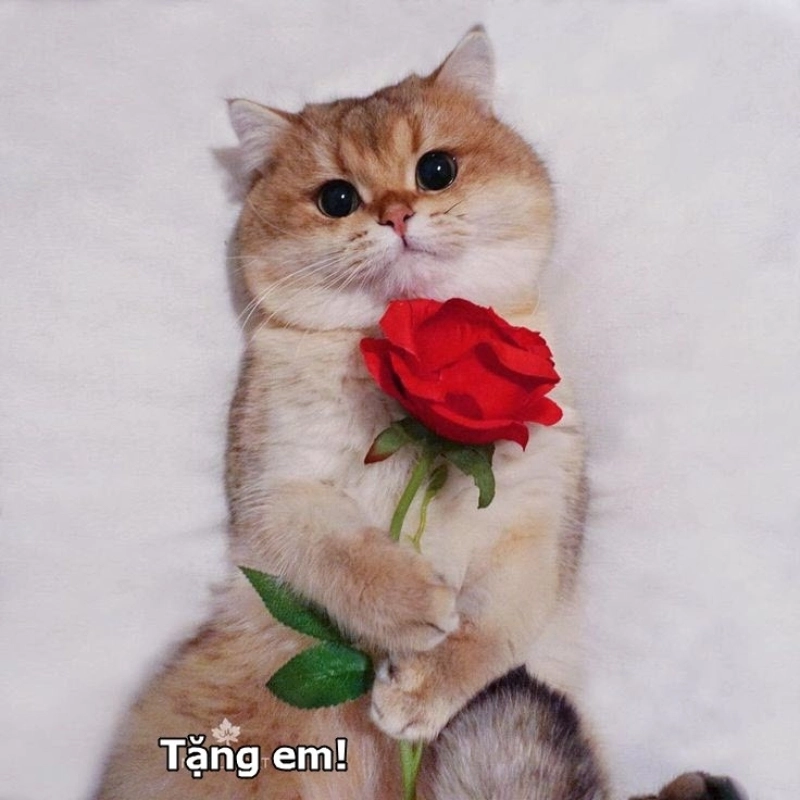 meme mèo tặng hoa 22