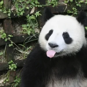 panda meme gau truc 8