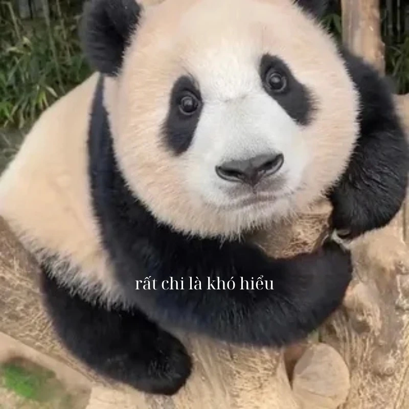 gấu trúc bựa 47